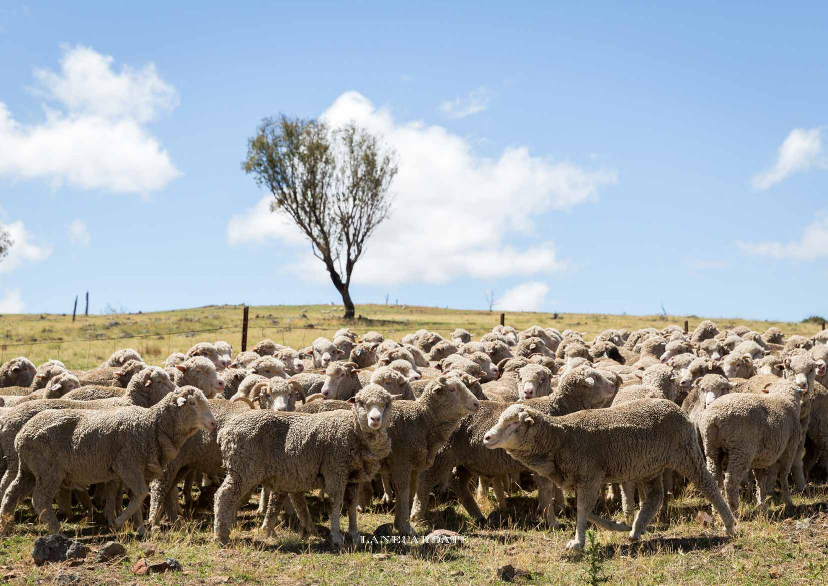 a field of sheep with a tree in the background and a blue sky with a few clouds